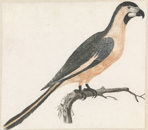 Parrot on a Branch Facing Right by Anonymous