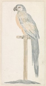 Parrot on a Perch