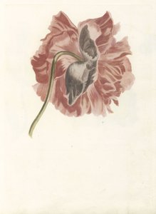 Peony by Anonymous