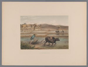 Plowing Farmers in Japanese Rice Fields (Souvenir of Japan Views from Nature with Text by Count de Lijnden) by Anonymous