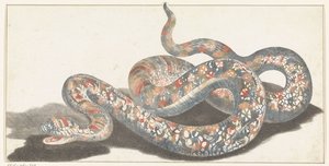 Snake by Anonymous
