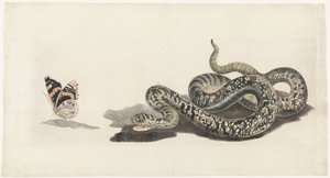 Snake with a Butterfly by Anonymous