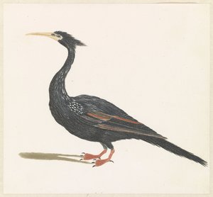Anhinga by Anonymous