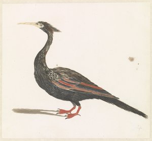 Anhinga by Anonymous