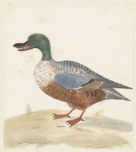 Standing Shoveler Facing Left