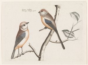 Long-tailed Tits
