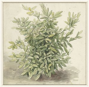Study of a Laurel Bush by Anonymous
