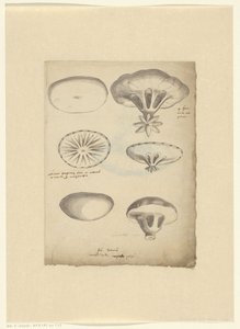 Study Sheet with Jellyfish by Anonymous