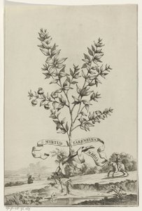Branch of Myrtus Tarentina by Anonymous