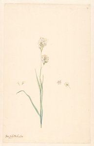 Branch of Ixia Olystachya with Details of Stamen and Flower by Anonymous