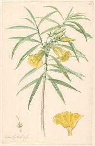 Branch of a Yellow Flower (type of lily) with Details of Stamen and Flower by Anonymous