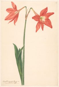 Branch of Red Amaryllis