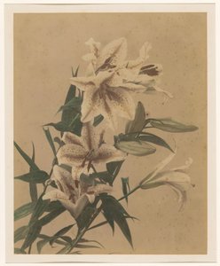 Tiger Lilies by Anonymous