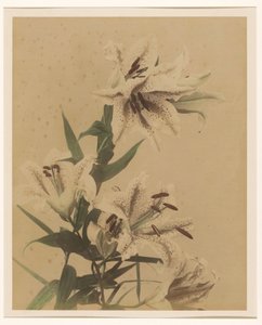 Tiger Lilies by Anonymous
