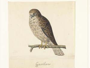Kestrel (Lombard Album) by Anonymous