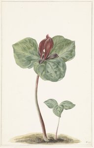 Trillium by Anonymous