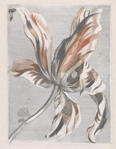 Tulip
