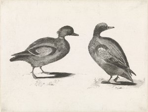Two Ducks