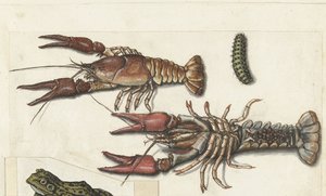 Two Langoustines and a Caterpillar (Lombard album)