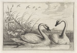 Two Swans