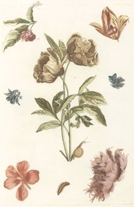 Various Flowers and a Caterpillar by Anonymous