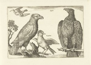Four Birds