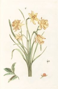 Five daffodils by Anonymous