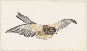 Brambling (Fringilla montifringilla)