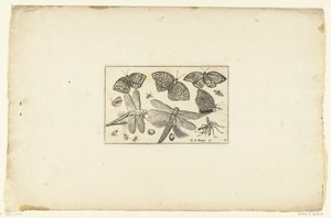 Butterflies and Dragonflies (series title) by Anonymous