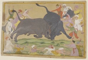 Water Buffalo Fight