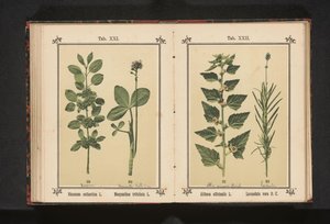 Buckthorn and bogbean by Anonymous