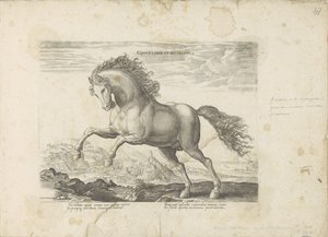 Wild horse by Anonymous