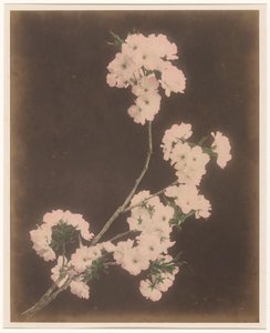 White Lilies by Anonymous