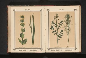 Watercress and horsetail by Anonymous