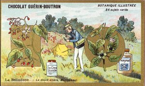 Belladonna: The Sweet Bitter, Medicine. Advertising Chromolithography for Guerin-Boutron Chocolates, Late 19th Century. Illustrated Botanical Series. by Anonymous Anonymous
