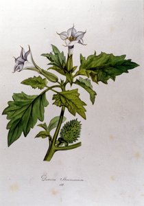 Botanical Board: Datura Stramonium. Engraving in 
