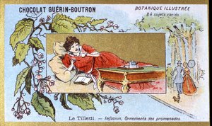 Linden: infusion, ornaments of walks. Advertising chromolithography for Guerin-Boutron chocolates, late 19th century. Illustree Botanical Series by Anonymous Anonymous