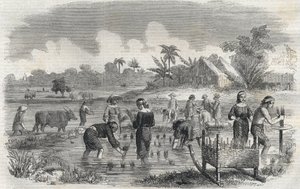 Rice cultivation in Manila in the Philippines in 1864. Anonymous engraving. Private collection.
