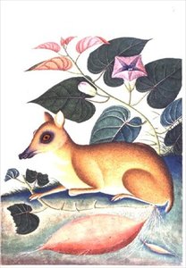 Study of a Mouse Deer by a Flowering Sweet Potato Plant, Company School