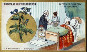 The borage, diaphoretic. Advertising chromolithography for Guerin-Boutron chocolates, late 19th century. Illustree Botanical Series by Anonymous Anonymous