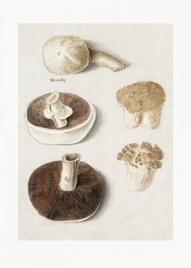 Common Meadow Mushroom Standing