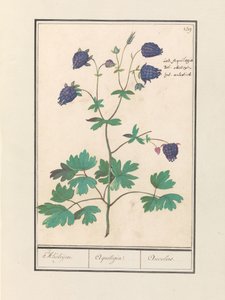 Columbine (Aquilegia)