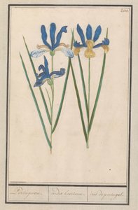 Blue Iris (Iris sibirica)