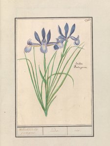 Blue Iris (Iris sibirica) by Anselmus Boëtius de Boodt