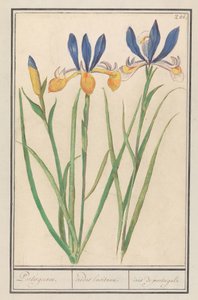 Blue-Yellow Iris (Iris sibirica)