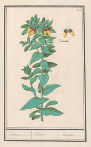 Cerinthe (Cerinthe major)