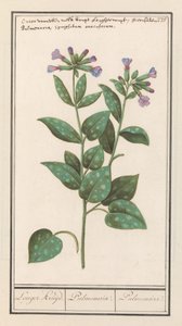 Spotted Lungwort (Pulmonaria officinalis) by Anselmus Boëtius de Boodt