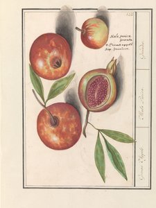 Pomegranate (Punica granatum) by Anselmus Boëtius de Boodt