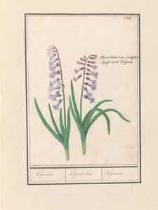 Hyacinth (Hyacinthus orientalis) by Anselmus Boëtius de Boodt