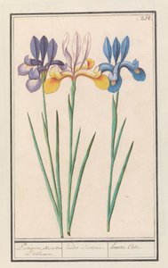 Iris (Iris sibirica)